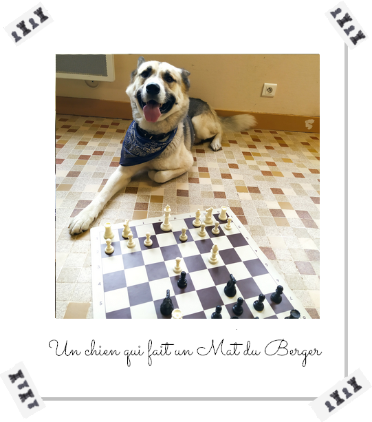 chien qui joue aux échecs
